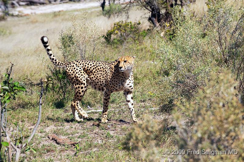 20090615_133036 D3 (1) X1.jpg - A cheetah usually needs to get within about 100 feet of their prey before they make their final (sprint) attack